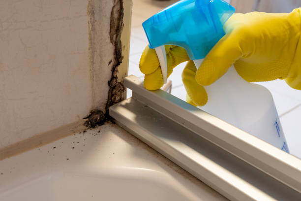 Best Health and Safety Mold Remediation in Livingston, TN